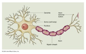 myelin