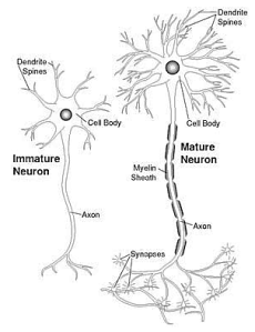 neuron