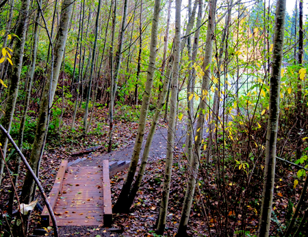 Big Finn Hill Park, Kirkland / Juanita. source: http://finnhillalliance.org/2013/10/a-walk-in-the-park/